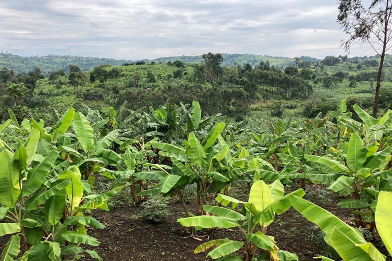 Circular Practice Guide