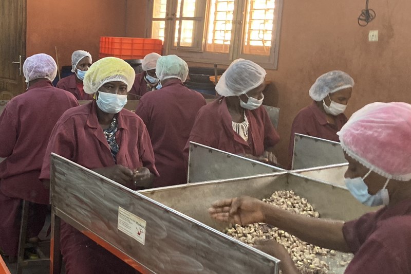 Cashew coop finds business in a nutshell