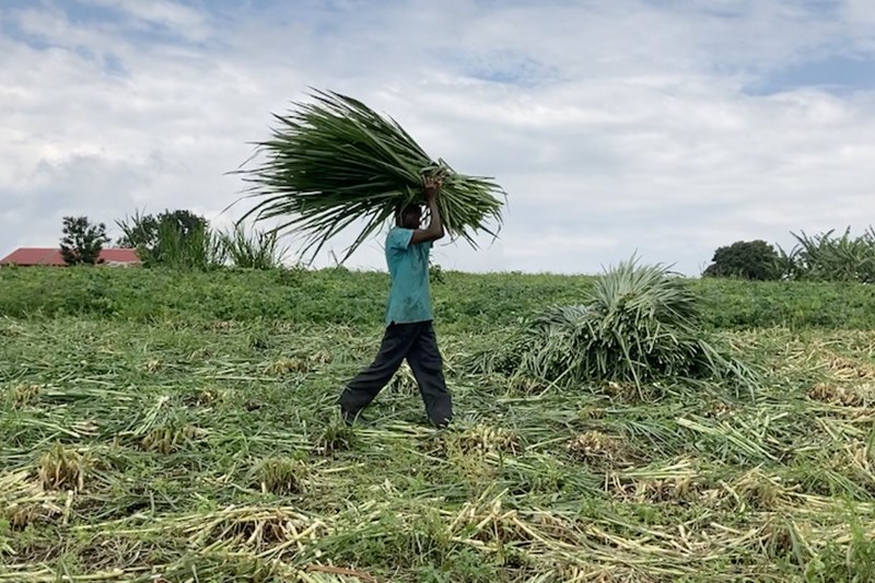 The fertiliser hotspot in the biorefinery value chain