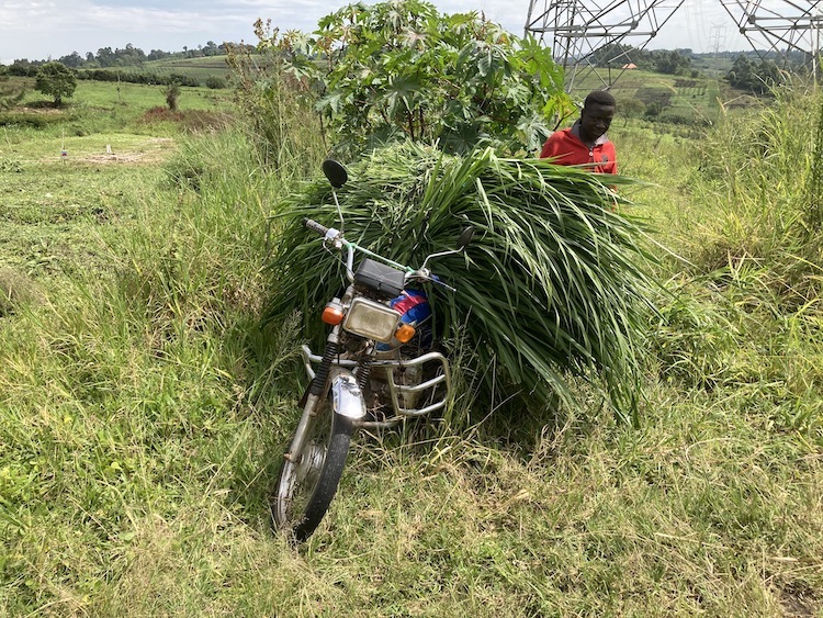Mapping of local forage agri-food systems