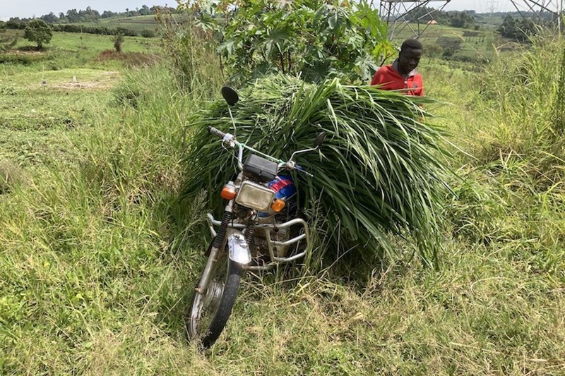 Mapping of local forage agri-food systems