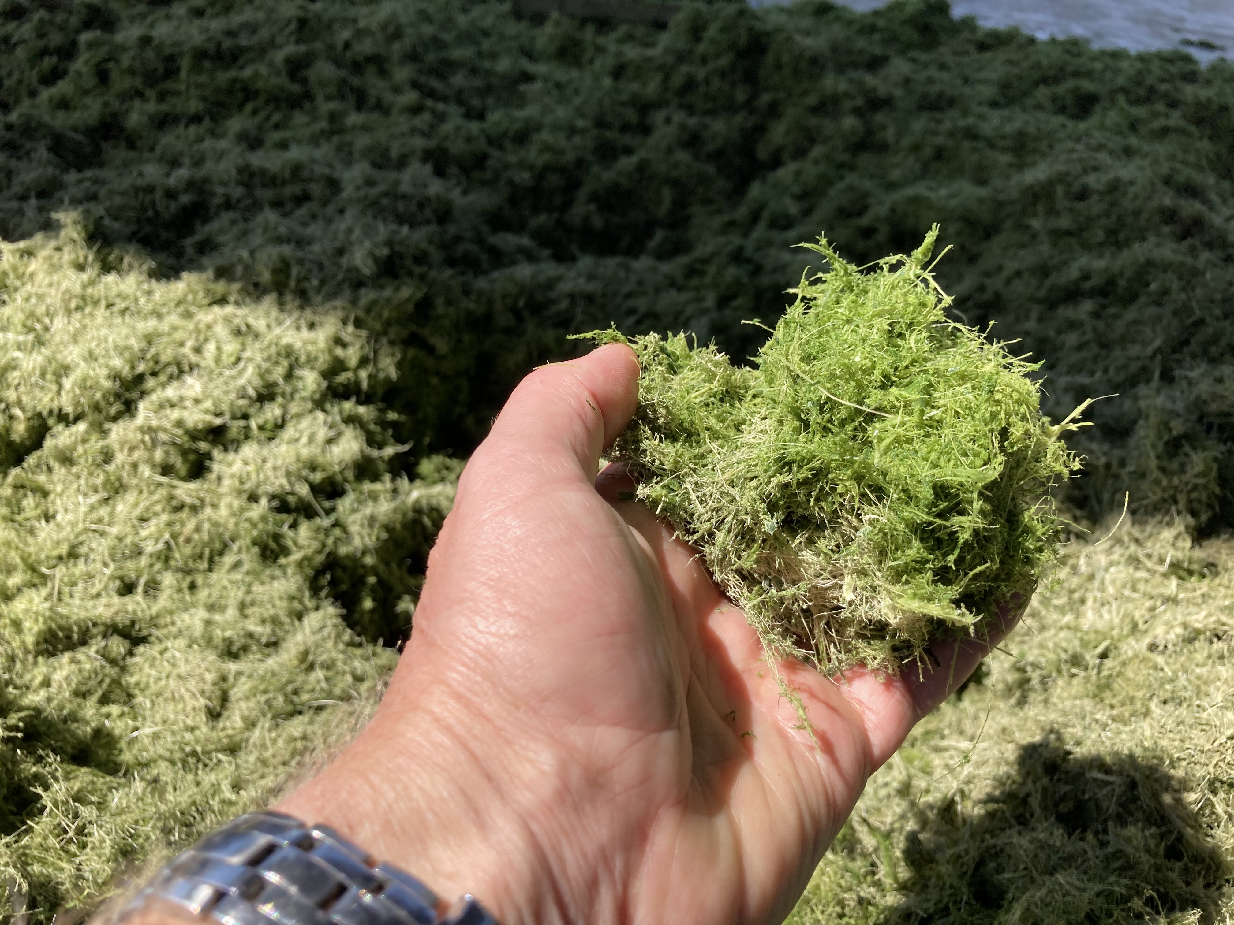 Results of life cycle assessments per pilot case: initial version