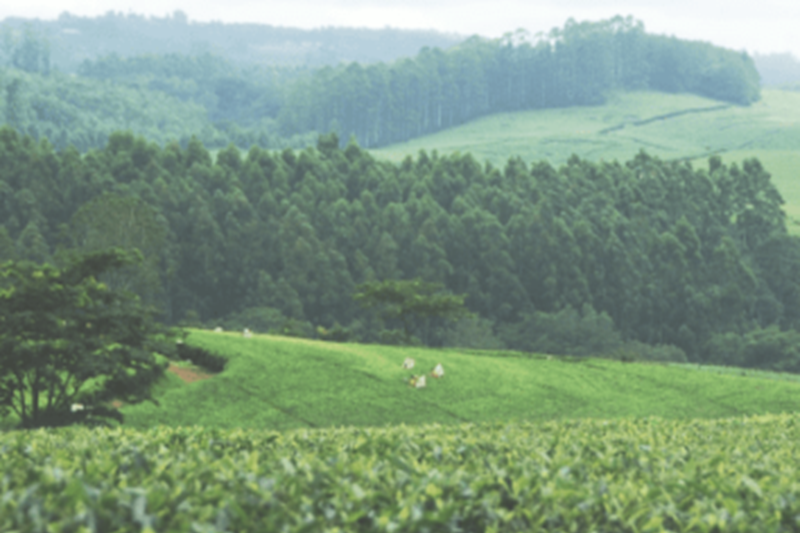 6th Africa Wide Agricultural Extension Week 2023, 5-11 November 2023