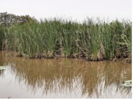 Typha Dogonrog