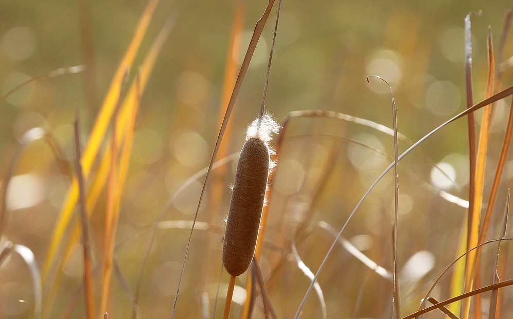 Water-based technology turns a wetland weed into sustainable fuel