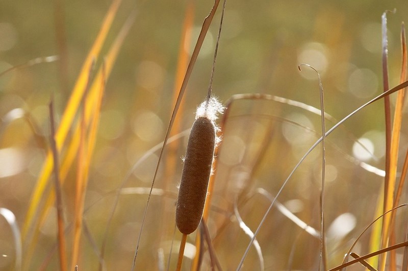Water-based technology turns a wetland weed into sustainable fuel