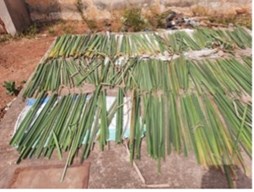 Typha drying in UASZ laboratory