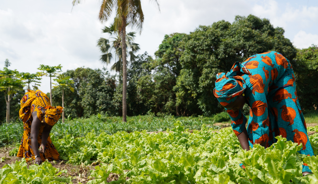 Transition pathways and strategies for supporting more equitable and resilient food systems in Africa 23 March 2022
