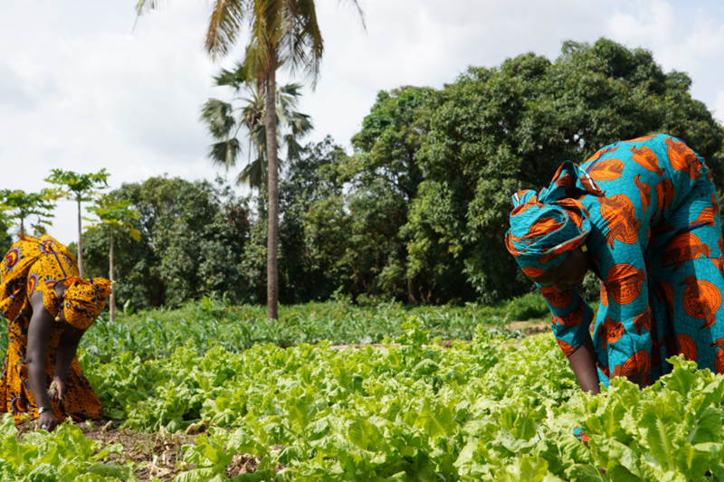 Transition pathways and strategies for supporting more equitable and resilient food systems in Africa 23 March 2022