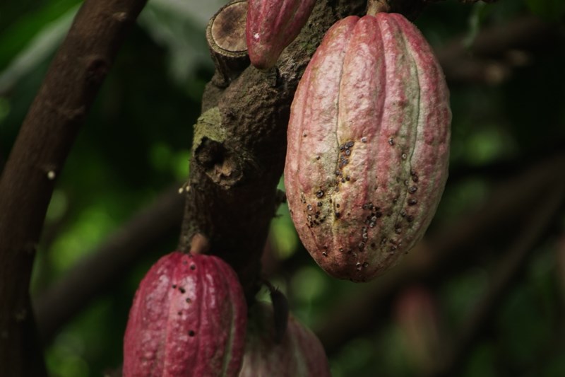 Agri-food waste is a hidden resource for circular farming