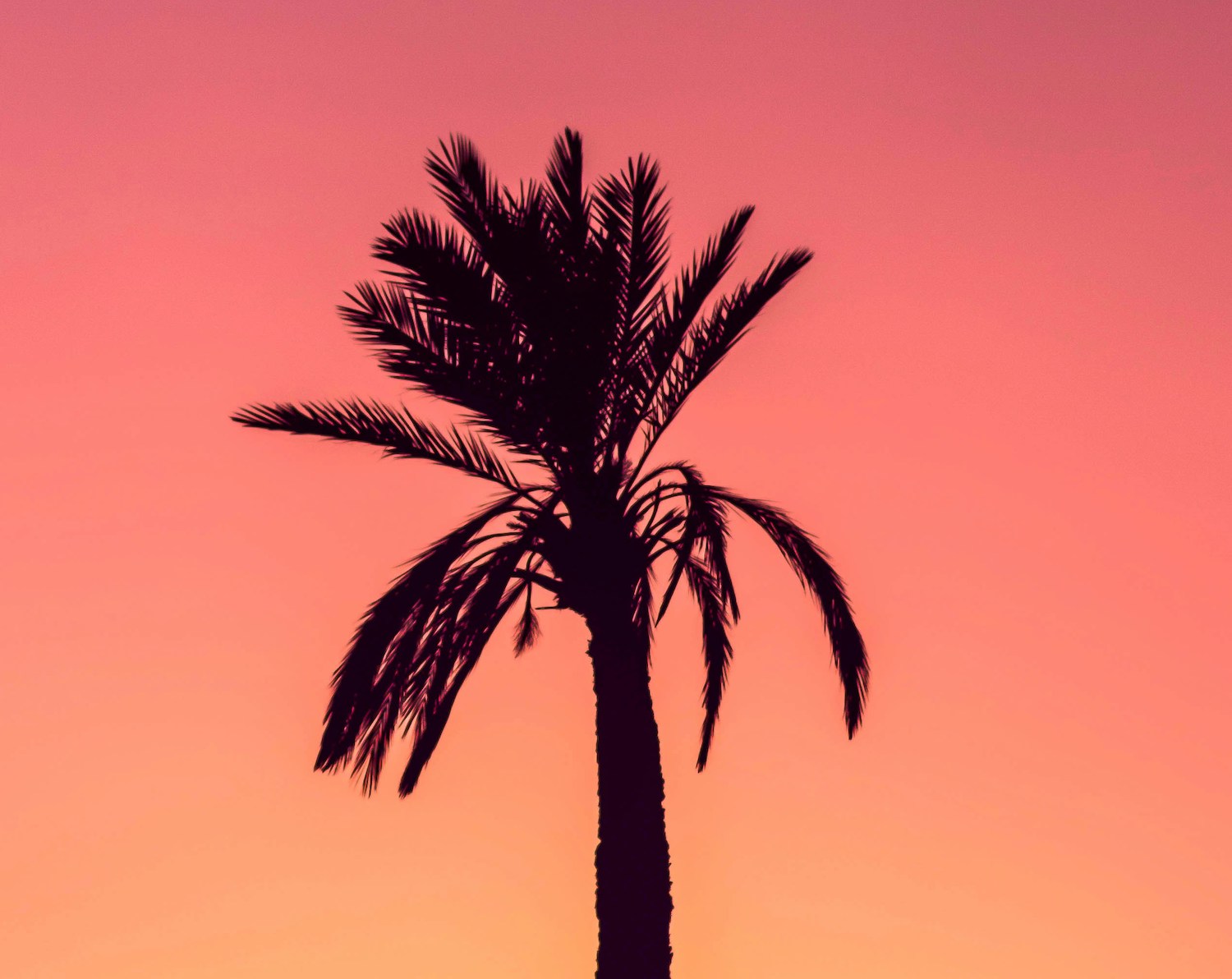 Tropical Summit 4-8 November 2024