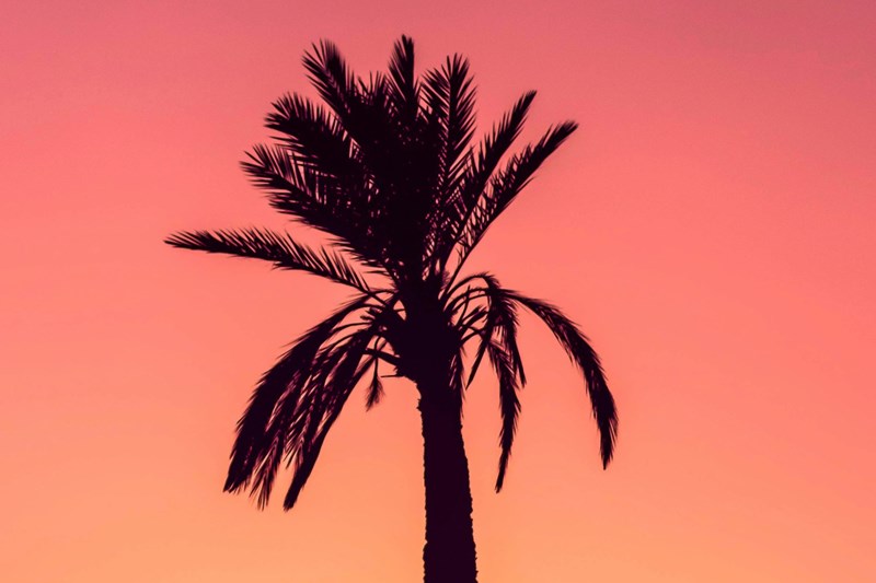 Tropical Summit 4-8 November 2024