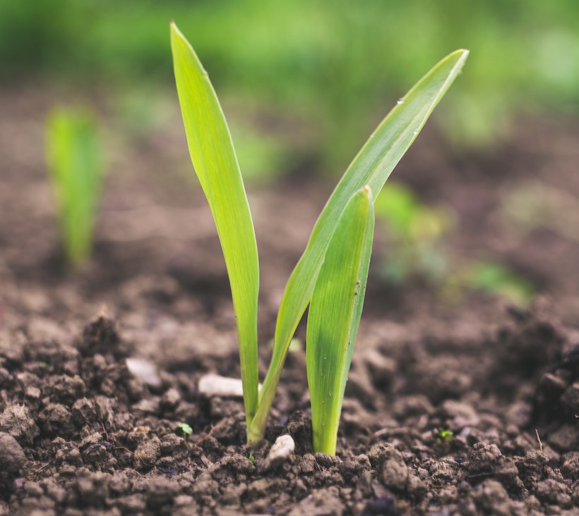 International Biochar Initiative annual symposium – 6-8 December 2022