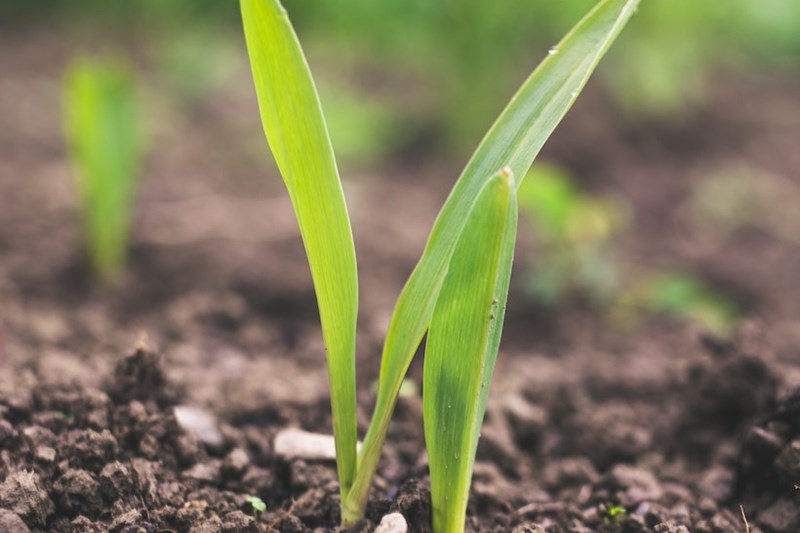 International Biochar Initiative annual symposium – 6-8 December 2022